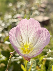 14A6FE6F-2721-4043-BF65-D8740CA381F3