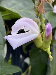 豆のお花です　①