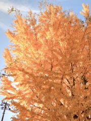 BFB61257-C2E2-47AD-85F1-2F62A4329706