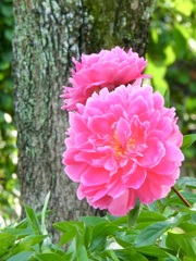 F1FA79EC-1870-4798-BA6B-AAA2A9DF7B0E