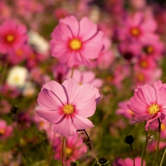 DDBB61F5-69FE-479B-A804-660A39068D00