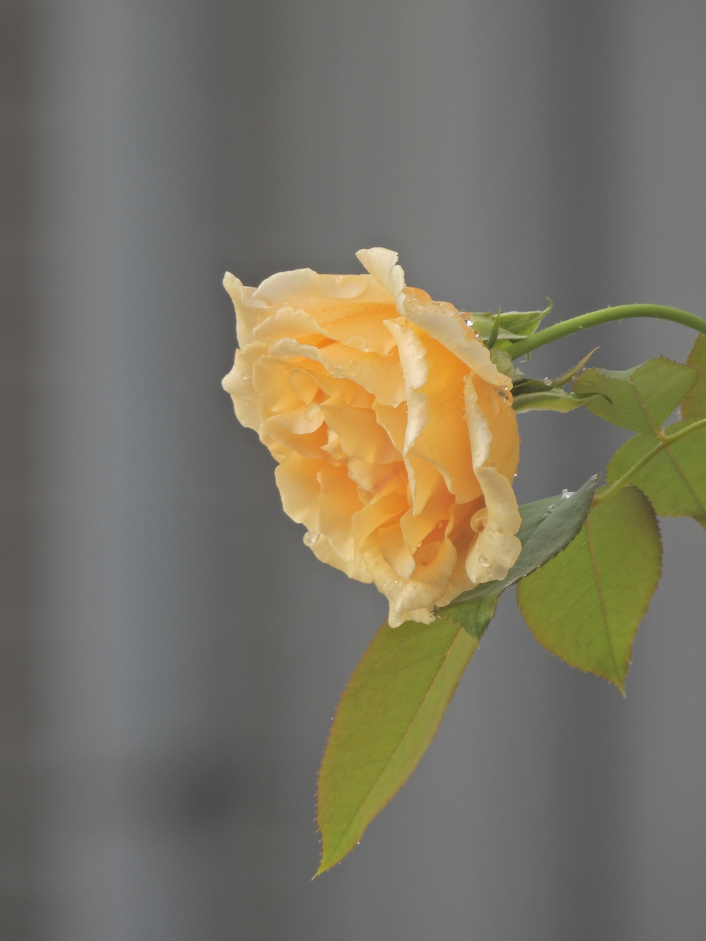 18A47233-57FC-4C4B-8668-86BEE92FFB32