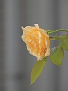 18A47233-57FC-4C4B-8668-86BEE92FFB32