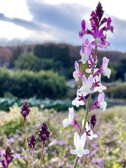 9DA91345-1427-4989-BA27-24E2DF0995FF