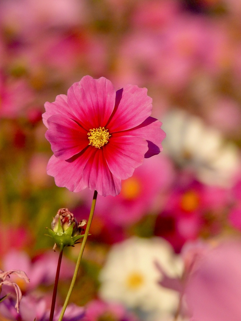 D640153E-3D72-484B-9410-E6ECECF773D5