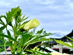 オクラの花です