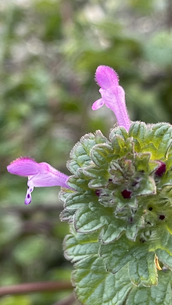 C60CA74E-76EC-4B56-827E-6BE3E7F70A4B