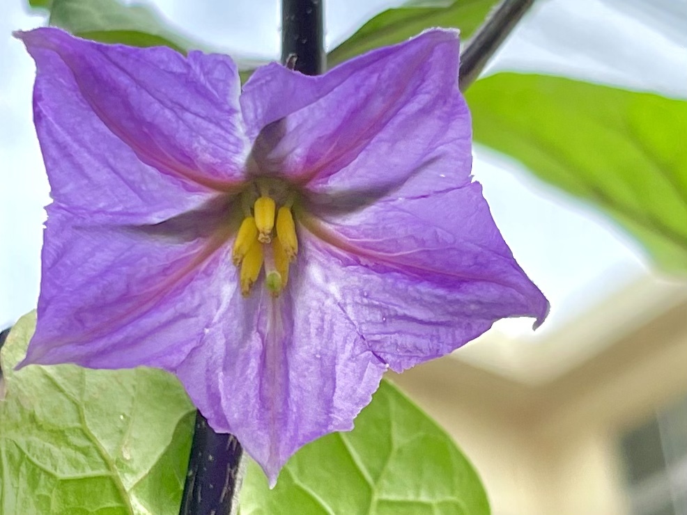 なすの花です