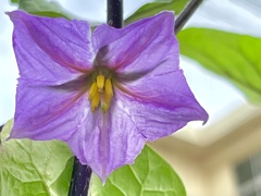 なすの花です