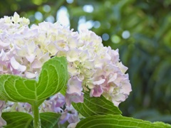 A97F8094-5180-4A0E-A26F-69169F68996A