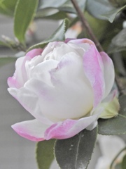 E0F00CAA-053A-4A19-B881-4ACD6F3243CB