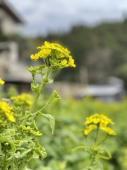 1C858F1C-A9C4-4F76-A8D4-F75A17146088