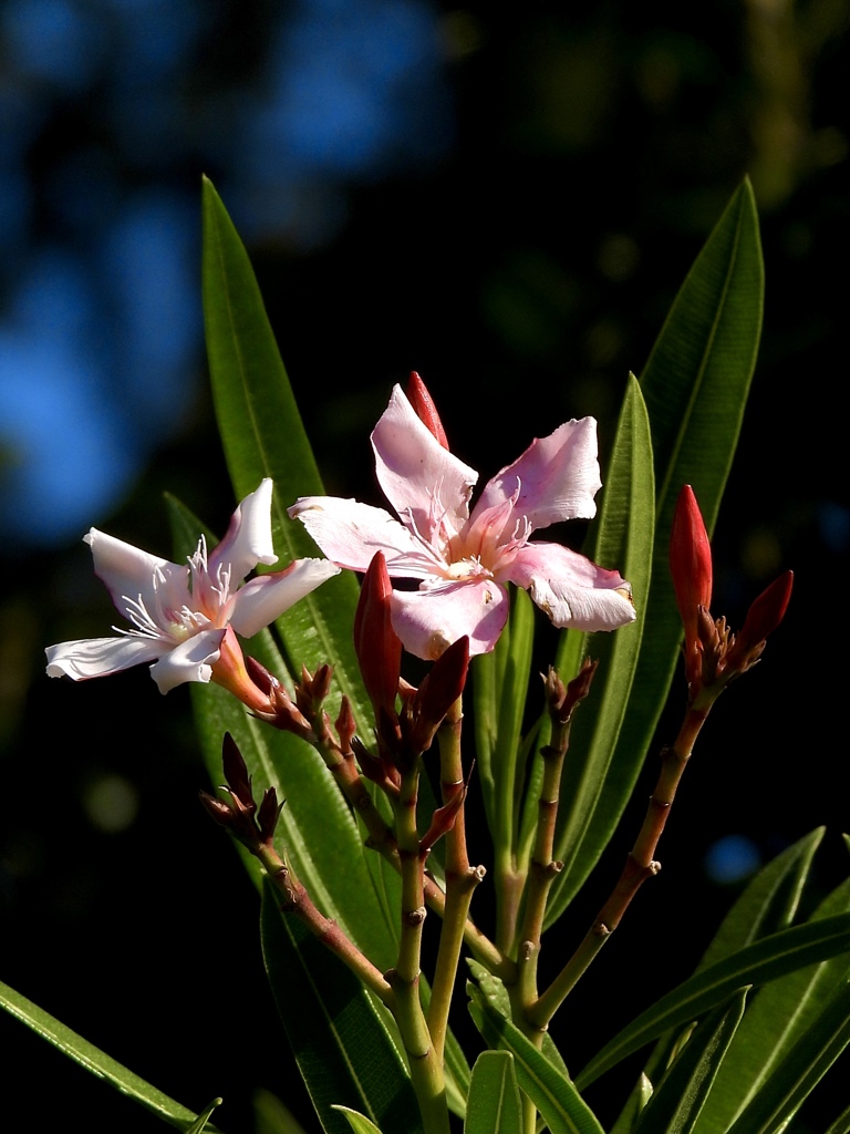 7A3953BF-0D78-481D-A0FE-1795BD6AC860