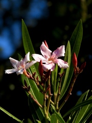 7A3953BF-0D78-481D-A0FE-1795BD6AC860