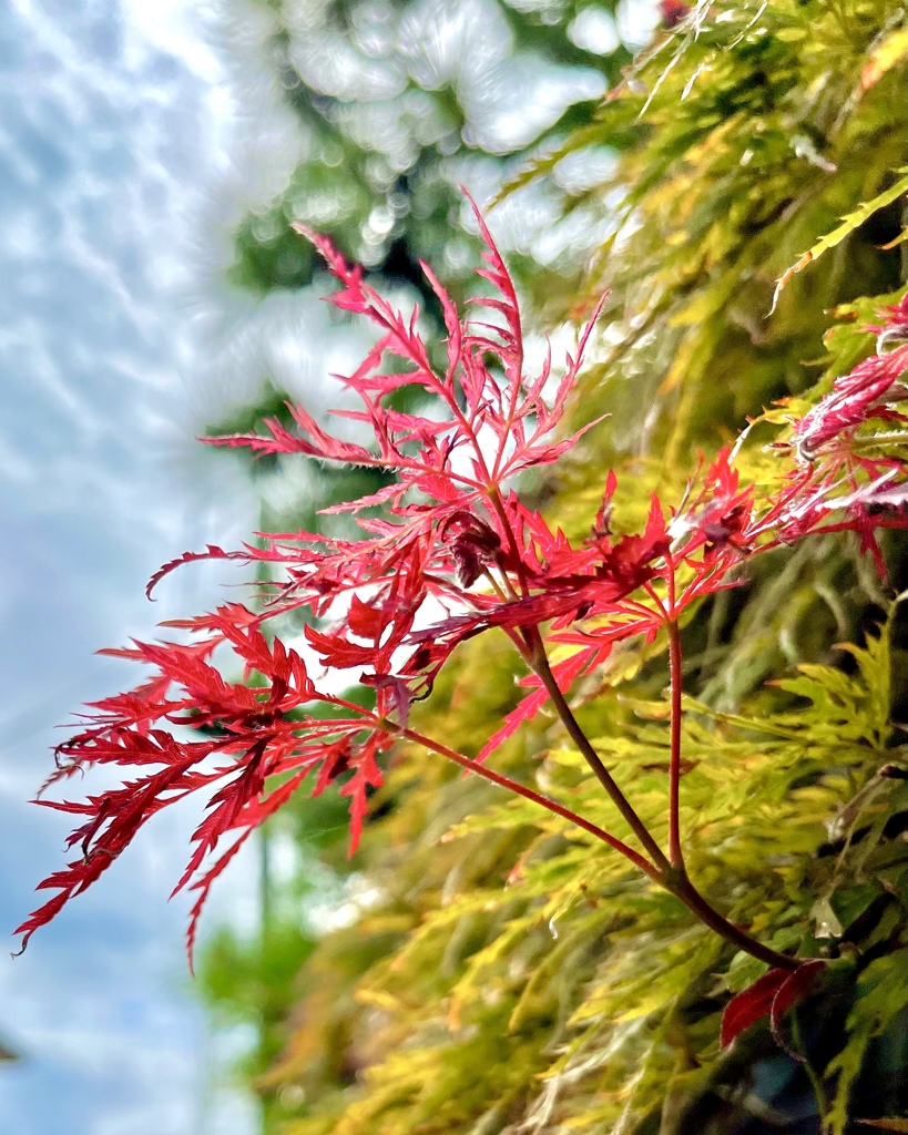 2A4ACC2A-77E0-4C3A-97CF-C67BC011FAAB