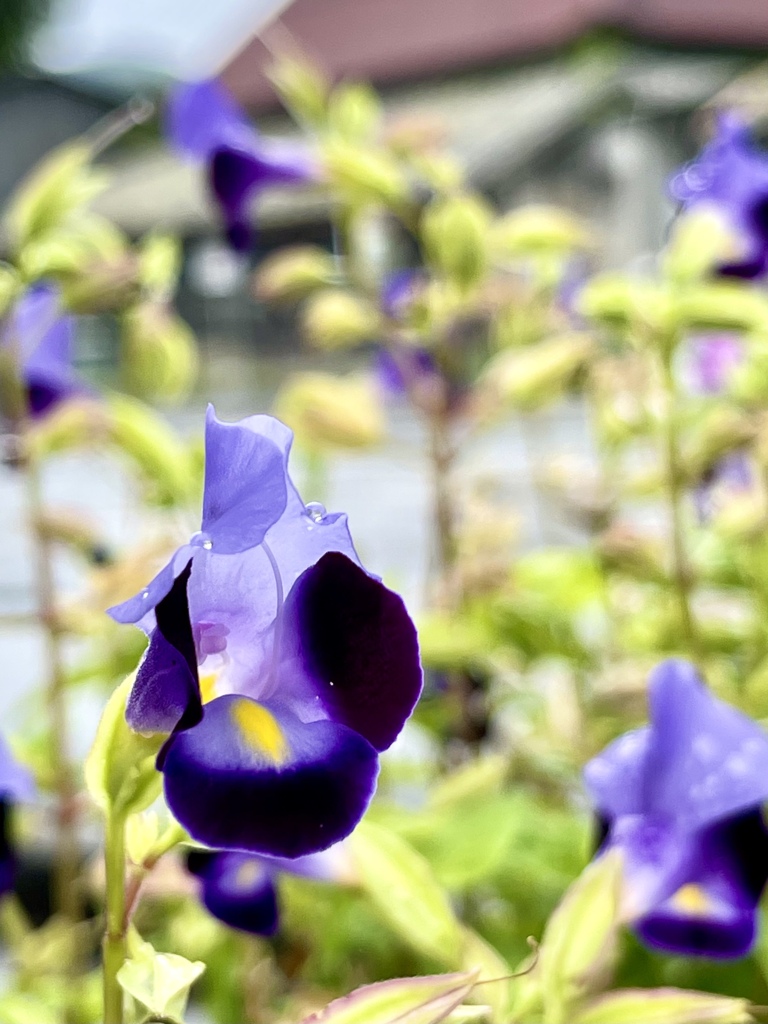 F912D914-B816-4375-8B25-F2A34C66C9BE