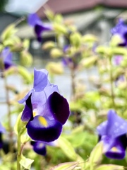 F912D914-B816-4375-8B25-F2A34C66C9BE