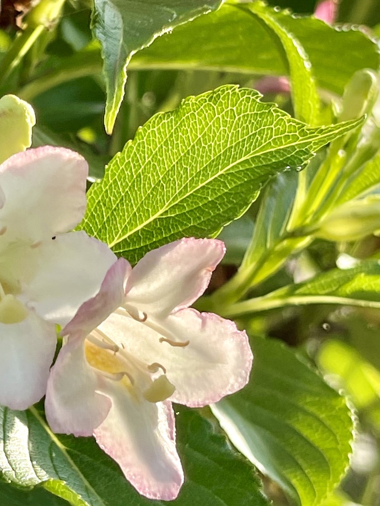 葉っぱが、光を受けて綺麗でした。