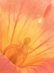 指輪発見！お花の真ん中に…