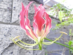 F8260A07-CC03-4BA6-A323-EFDF02599D3C