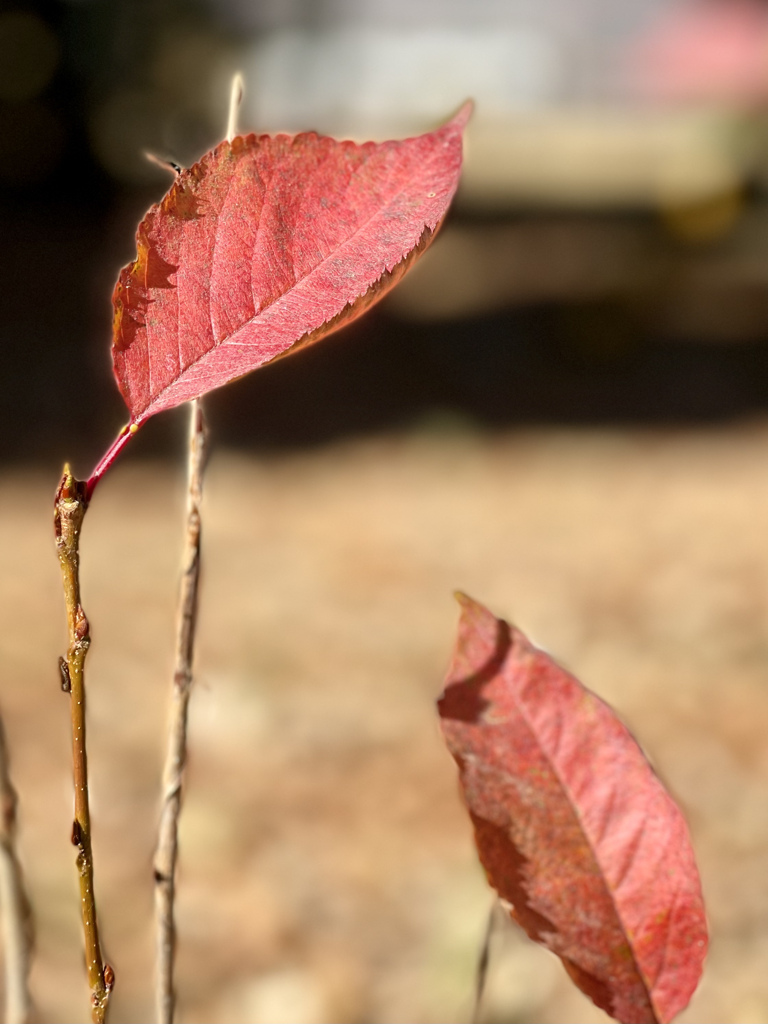 066AEA5B-94C5-4922-A26C-53C7D9C8658E