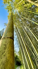 6381D2B5-05C5-4C4E-B1AF-0352A7E4CD5B