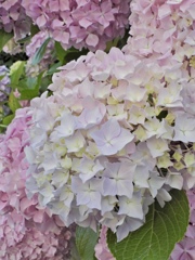 B4D79072-B05C-488C-9B50-5A288BA0BE4A