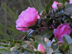 4F8555D2-F092-42A1-9CD5-73D1FFCECDB4