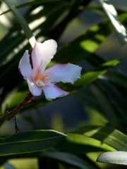 A0E551E3-7E37-44CB-B9B1-1ED0449FAAB8