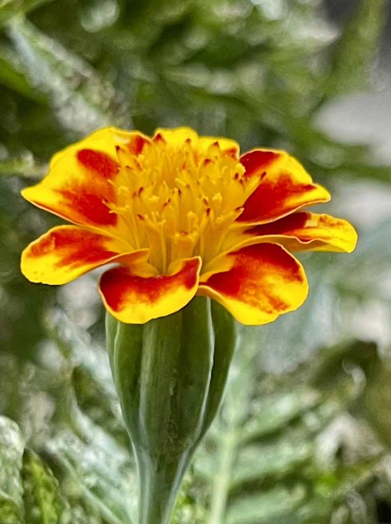 95F9514F-870B-421D-9D50-6BE6CD3AE251