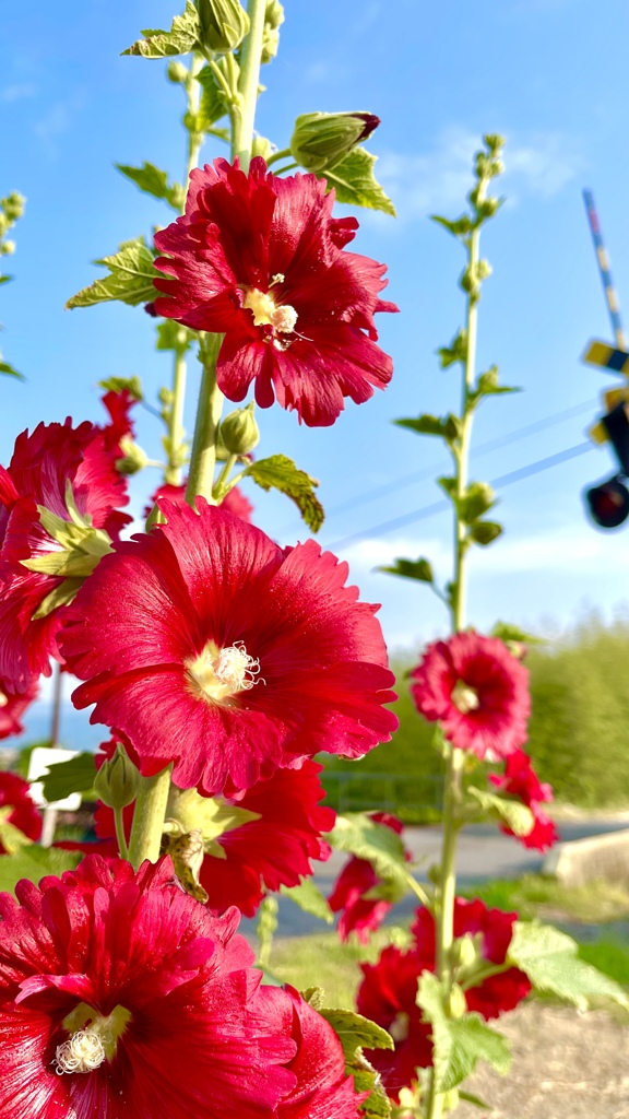 4E29A2FB-8CA6-485C-A21E-B1F12A79C366