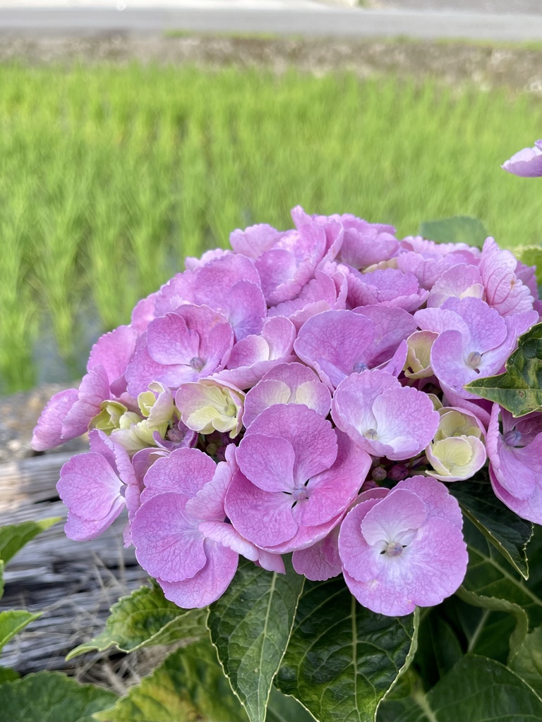 4CCB81CB-F7AA-4D0B-BEFE-A5E69F64D318