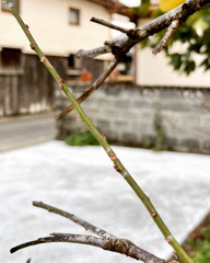 小さい春見〜つけた