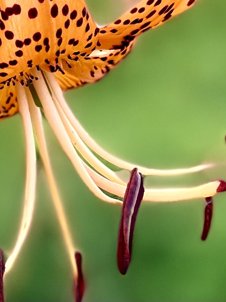 26BA2421-9824-4B5B-9ABA-096989A1FE32