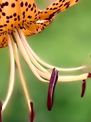 26BA2421-9824-4B5B-9ABA-096989A1FE32