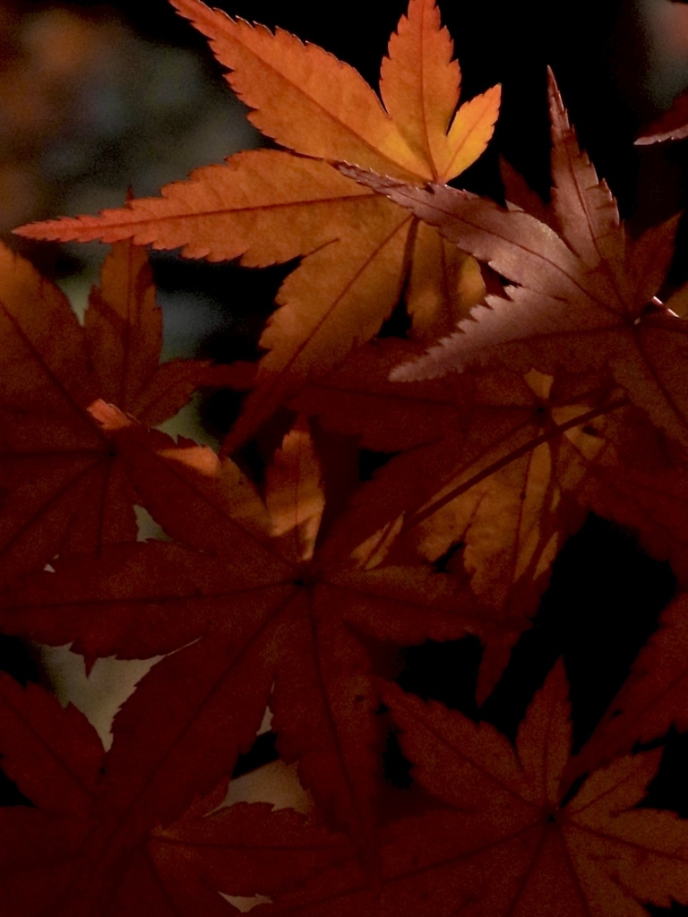 950D839B-5537-44E6-8FC6-680B7BC3A6F2