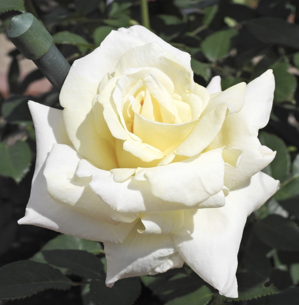 9331916B-C43B-425A-BC5C-2EDB9F33C66E