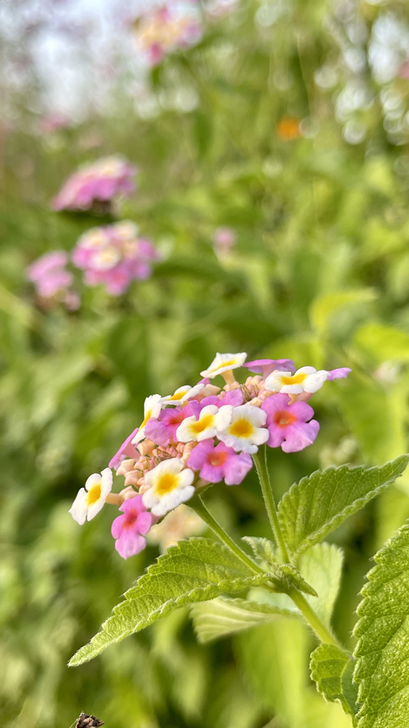 8B100CFC-E4F3-4298-84F9-4C424E7338B0