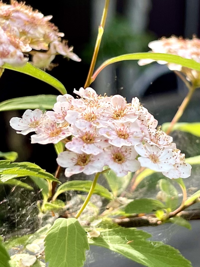 E51DFACF-B0D1-4646-B205-6919B5EA837C