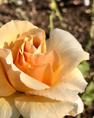 ECAEDC8B-BF22-43D3-BAD1-26A2FD209CF1