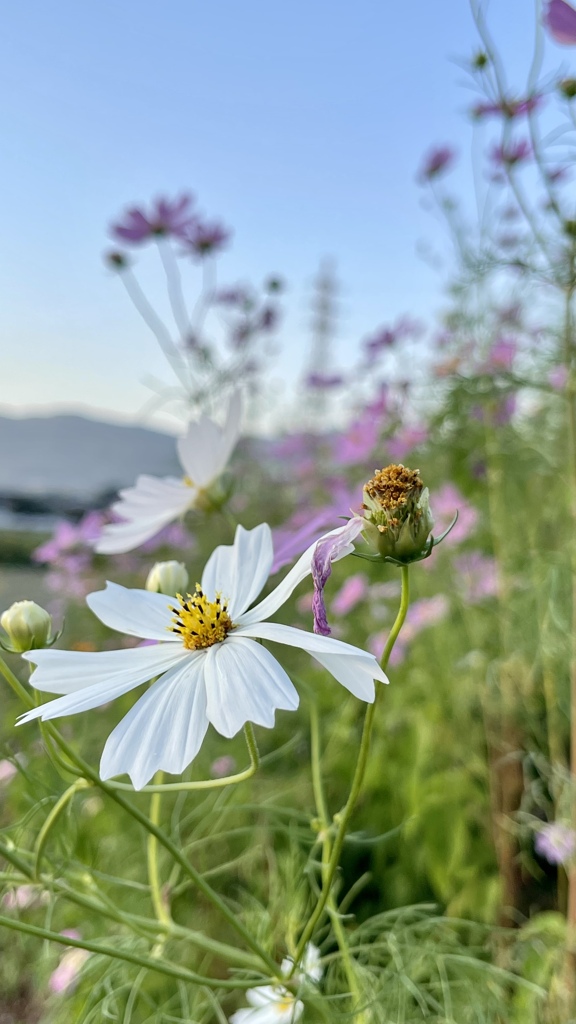 1B1A2D0D-8453-42B9-B699-0F178C3327E2