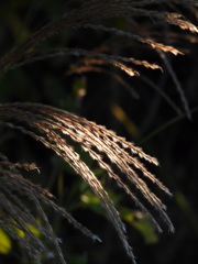 212D4A92-58C0-418B-A6C2-DB91E2D6C06B