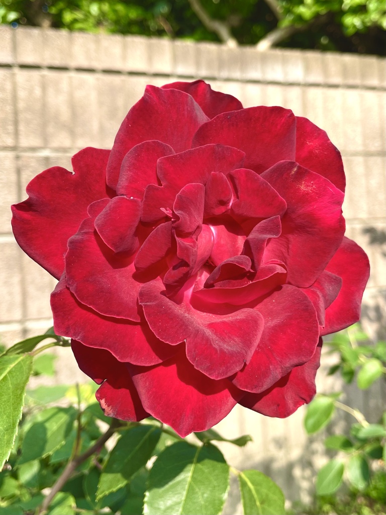 FEAEFEA5-E98F-4ACE-8C68-5711E231BFB9