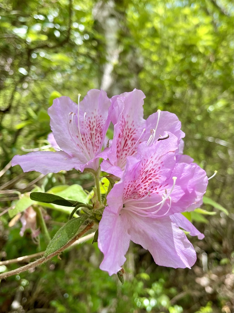 6AA99BF1-2FFF-4052-8DAE-D9E18BEC11F0