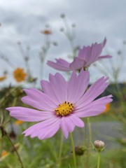 BEC7B71F-C4C7-4186-80DC-7BCFF0C24AE7