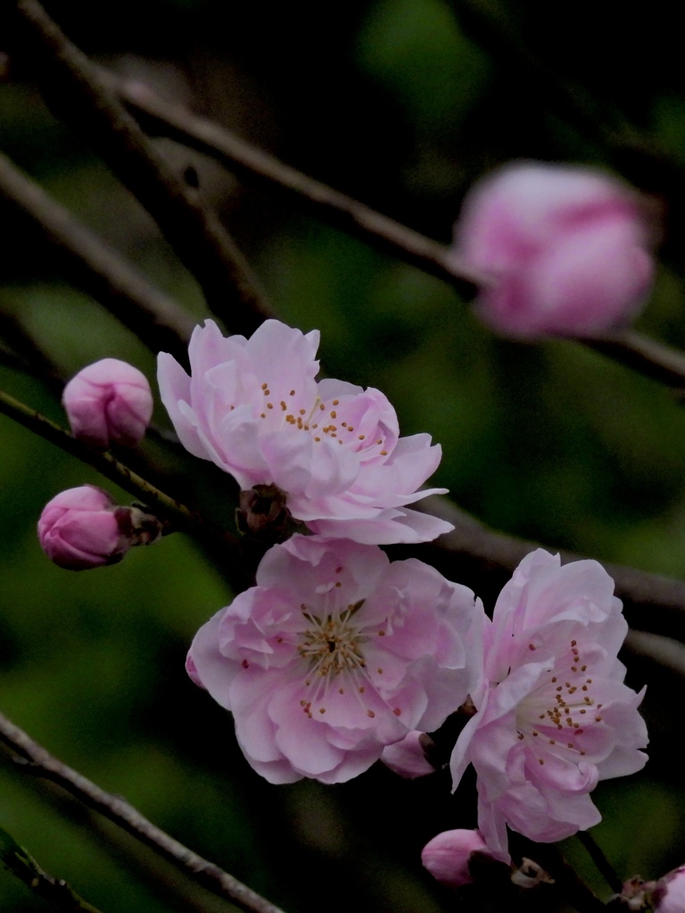 CA167432-20EE-4FB4-AD2A-17830CCFF14A