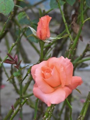 C833DC1D-321E-4824-8AAF-7946071EA9F1