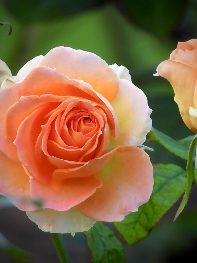 3CFB4244-3C3B-4E75-A3AB-B8CA9F77040E