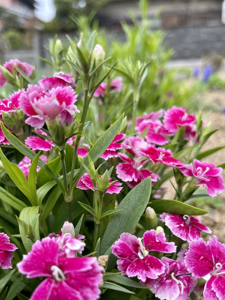 69D1248D-4D5A-433E-ABE8-808A00E2AEA6