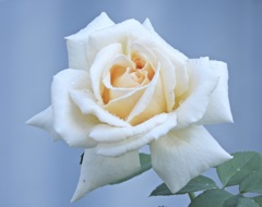 5B3FBED6-5B8D-4FCF-9BD6-BE72C89598C5